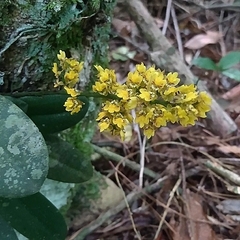 Trichocentrum pumilum