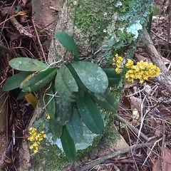 Trichocentrum pumilum