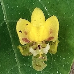 Trichocentrum pumilum