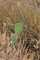 Opuntia stricta
