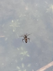 Plesiovelia