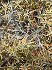 Dracophyllum recurvum