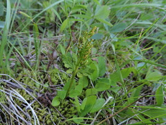 Botrychium lanceolatum