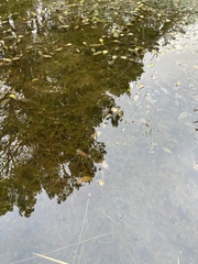 Potamogeton natans