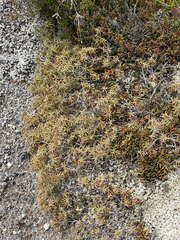 Dracophyllum recurvum