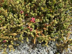 Lepidothamnus laxifolius