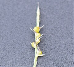 Muhlenbergia cuspidata