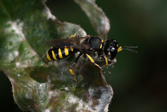 Ectemnius