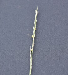 Muhlenbergia cuspidata