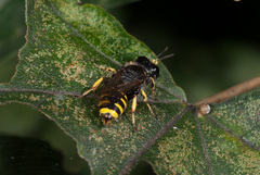 Ectemnius