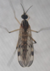 Sylvicola fenestralis