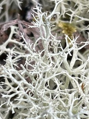 Cladonia scabriuscula