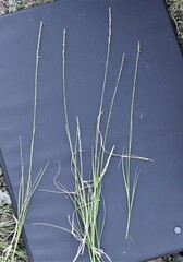 Muhlenbergia cuspidata