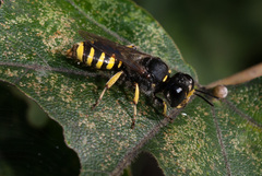 Ectemnius