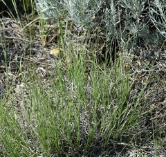 Muhlenbergia cuspidata