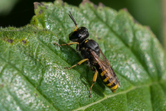 Ectemnius