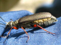 Lytta aenea