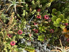 Lepidothamnus laxifolius