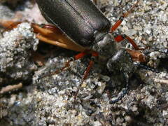 Lytta aenea