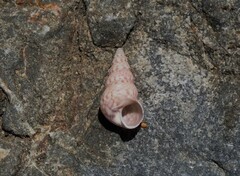 Leiopyrga lineolaris