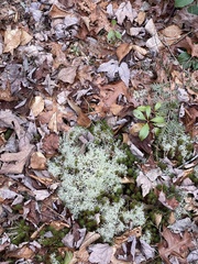 Cladonia scabriuscula