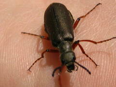 Lytta aenea