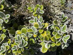 Brachyglottis bidwillii