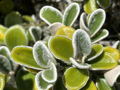 Brachyglottis bidwillii