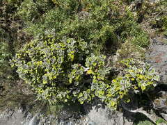 Brachyglottis bidwillii