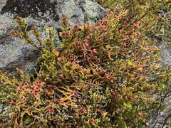 Lepidothamnus laxifolius