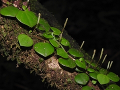 Peperomia serpens