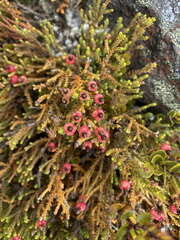 Lepidothamnus laxifolius