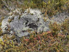 Lepidothamnus laxifolius