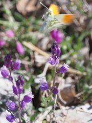 Polygala nicaeensis