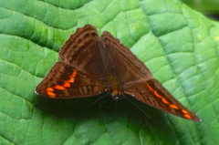 Adelpha levona