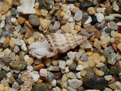 Maculotriton serriale