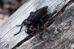 Andrenosomatini
