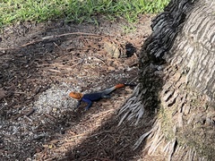 Agama picticauda