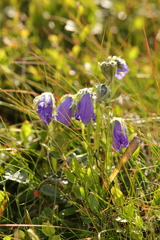 Campanula alpina