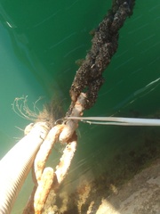 Amphibalanus amphitrite