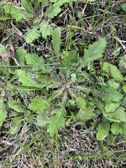 Salvia lyrata