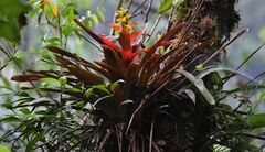 Guzmania squarrosa
