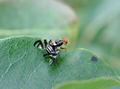 Rhagoletis striatella
