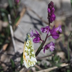 Polygala nicaeensis