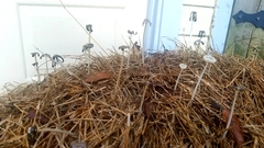 Fungi