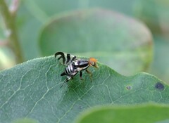 Rhagoletis striatella
