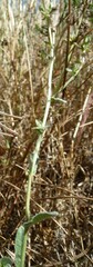 Asteraceae