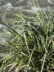 Carex emoryi