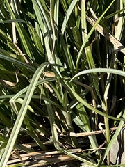 Carex emoryi