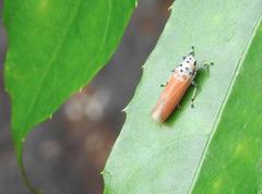 Bothrogonia ferruginea